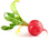 radish